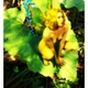 Illustration for article titled Girl Faeries